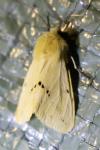 Spilarctia lutea