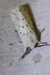 Spilosoma lubricipeda
