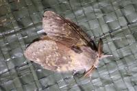 Stauropus fagi