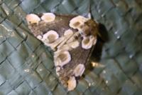 Thyatira batis