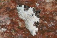 Xanthorhoe fluctuata