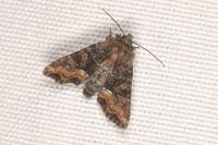 Oligia latruncula