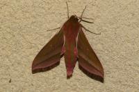 Deilephila elpenor