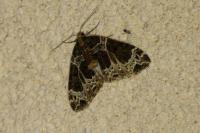 Ecliptopera silaceata
