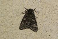 Acronicta megacephala