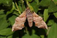 Smerinthus ocellatus ocellatus