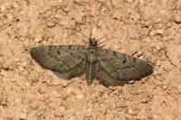 Eupithecia intricata