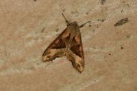 Phlogophora meticulosa