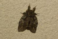 Peridea anceps