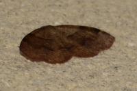 Plagodis pulveraria