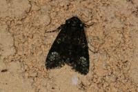 Craniophora ligustri