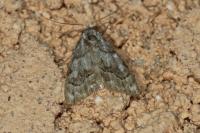 Nola confusalis