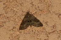 Thera britannica/variata