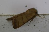 Charanyca trigrammica