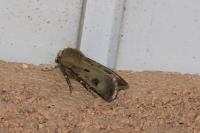 Agrotis exclamationis exclamationis