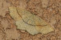 Cyclophora punctaria