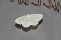 Campaea margaritaria