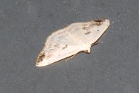 Lomographa temerata