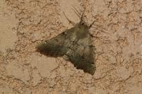 Odontopera bidentata