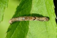 Ectropis crepuscularia