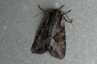 Lacanobia w-latinum