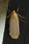 Katha depressa