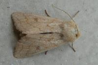 Mythimna vitellina