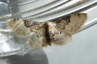 Idaea filicata