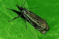 Crambus lathoniellus
