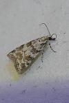 Scoparia pyralella/ingratella