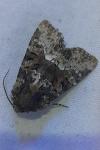 Oligia strigilis/versicolor