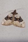 Cosmorhoe ocellata
