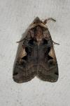 Xestia c-nigrum
