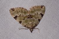 Colostygia pectinataria