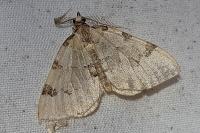 Colostygia pectinataria