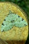 Colostygia pectinataria