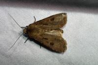 Agrotis exclamationis exclamationis