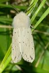 Spilosoma lubricipeda
