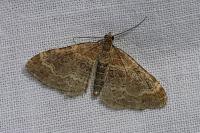 Xanthorhoe spadicearia/ferrugata