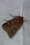 Diarsia rubi
