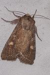 Lacanobia oleracea