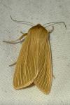 Mythimna pallens