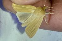 Mythimna pallens