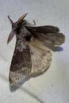 Calliteara pudibunda
