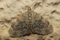 Acasis viretata