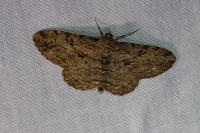 Peribatodes rhomboidaria rhomboidaria