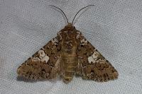 Hadena albimacula