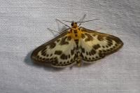 Anania hortulata