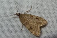 Scoparia