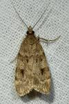 Scoparia